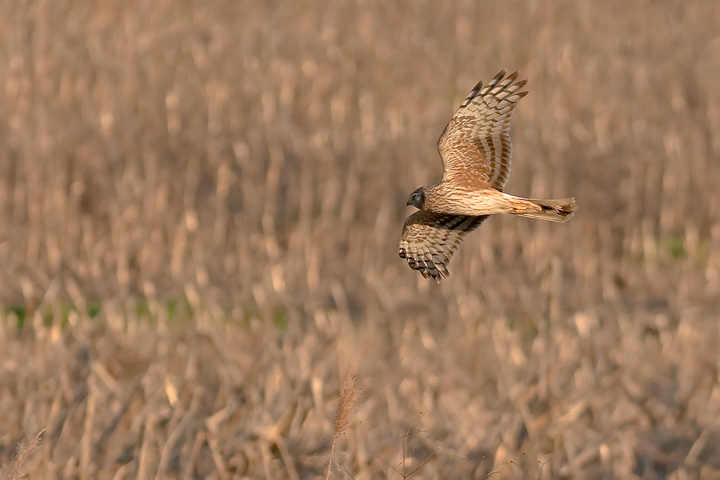 Un altro rapace...poi la smetto :)