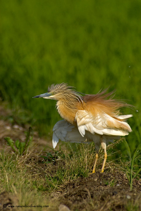 Uccelli arruffati