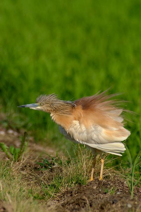 Uccelli arruffati