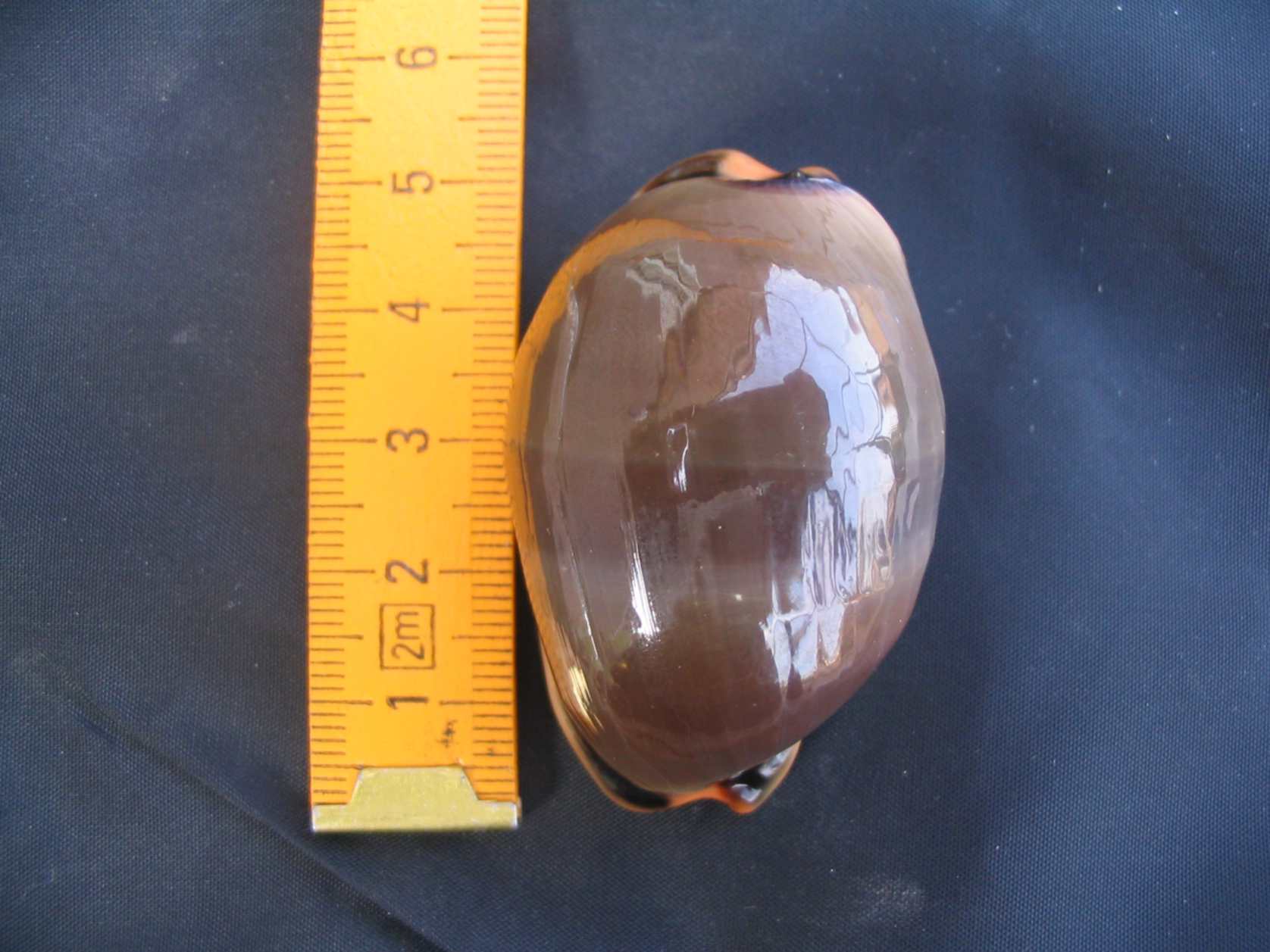 Luria lurida