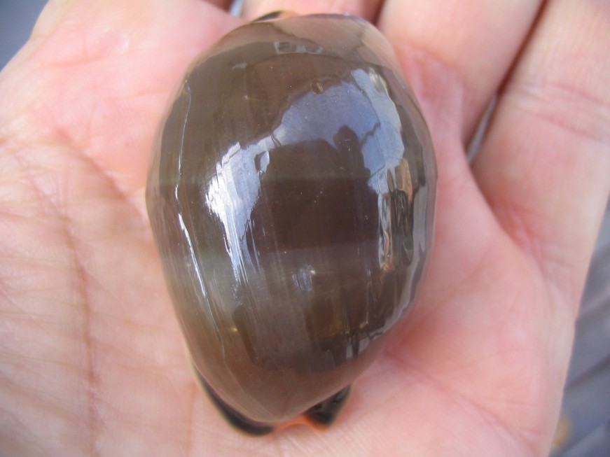 Luria lurida