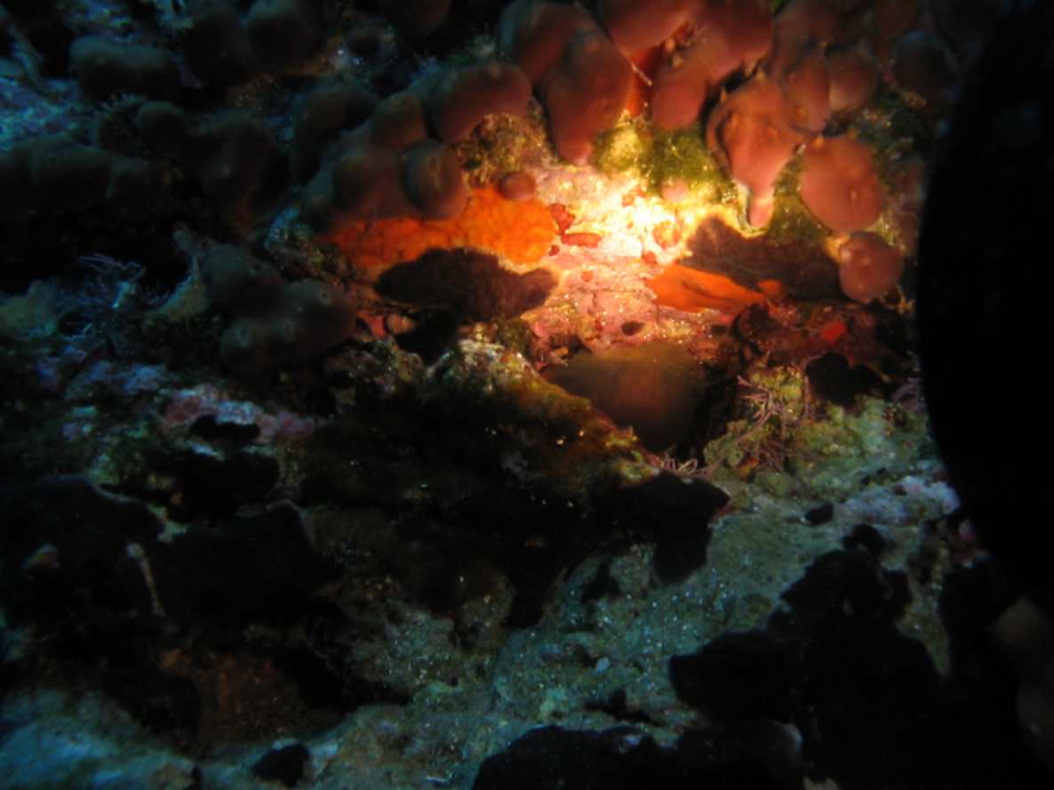 Luria lurida