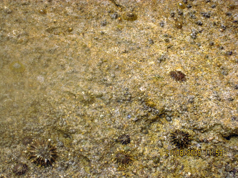 Patellidae Patella ferruginea Gmelin 1791