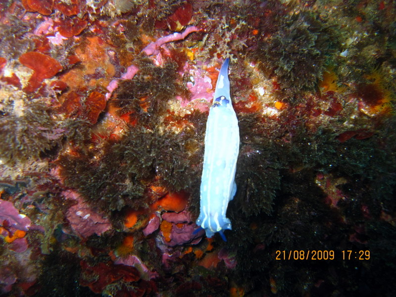 Hypselodoris picta