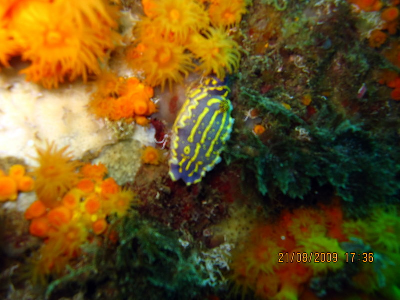 Hypselodoris picta