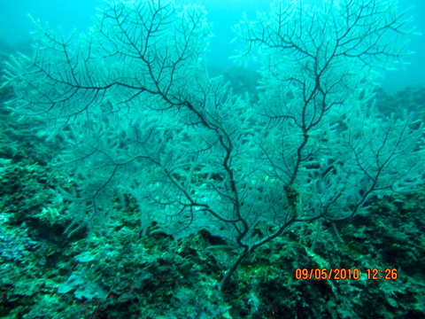 Leptogorgia sarmentosa