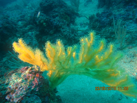 Leptogorgia sarmentosa