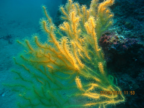 Leptogorgia sarmentosa