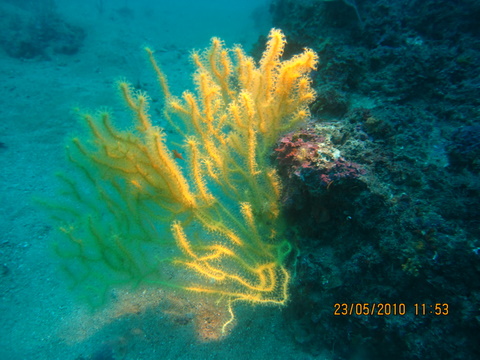 Leptogorgia sarmentosa