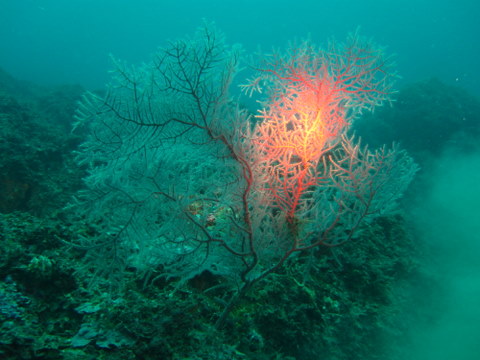 Leptogorgia sarmentosa