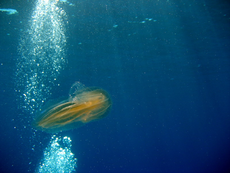 Mnemiopsis leidyi e Leucothea multicornis