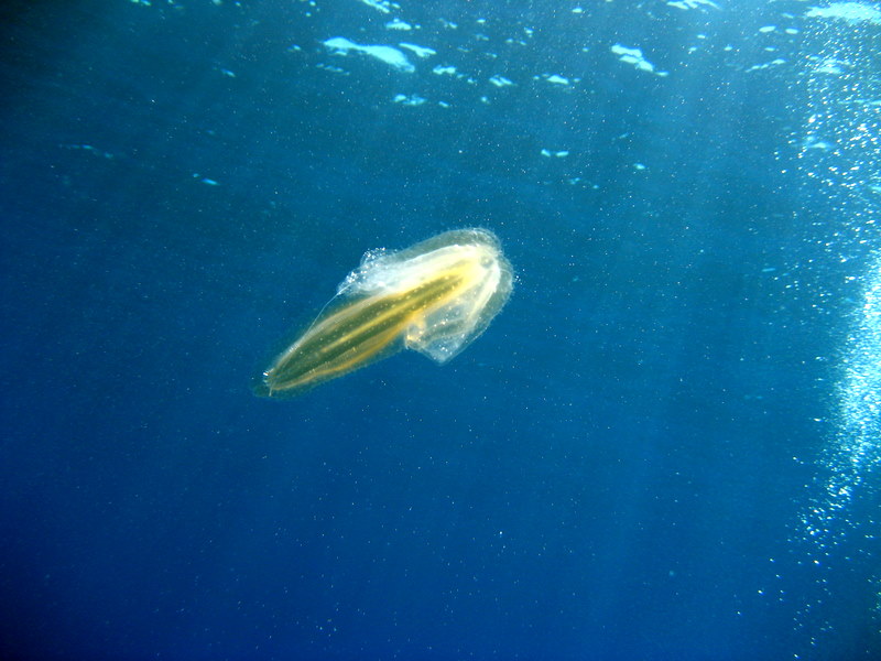 Mnemiopsis leidyi e Leucothea multicornis