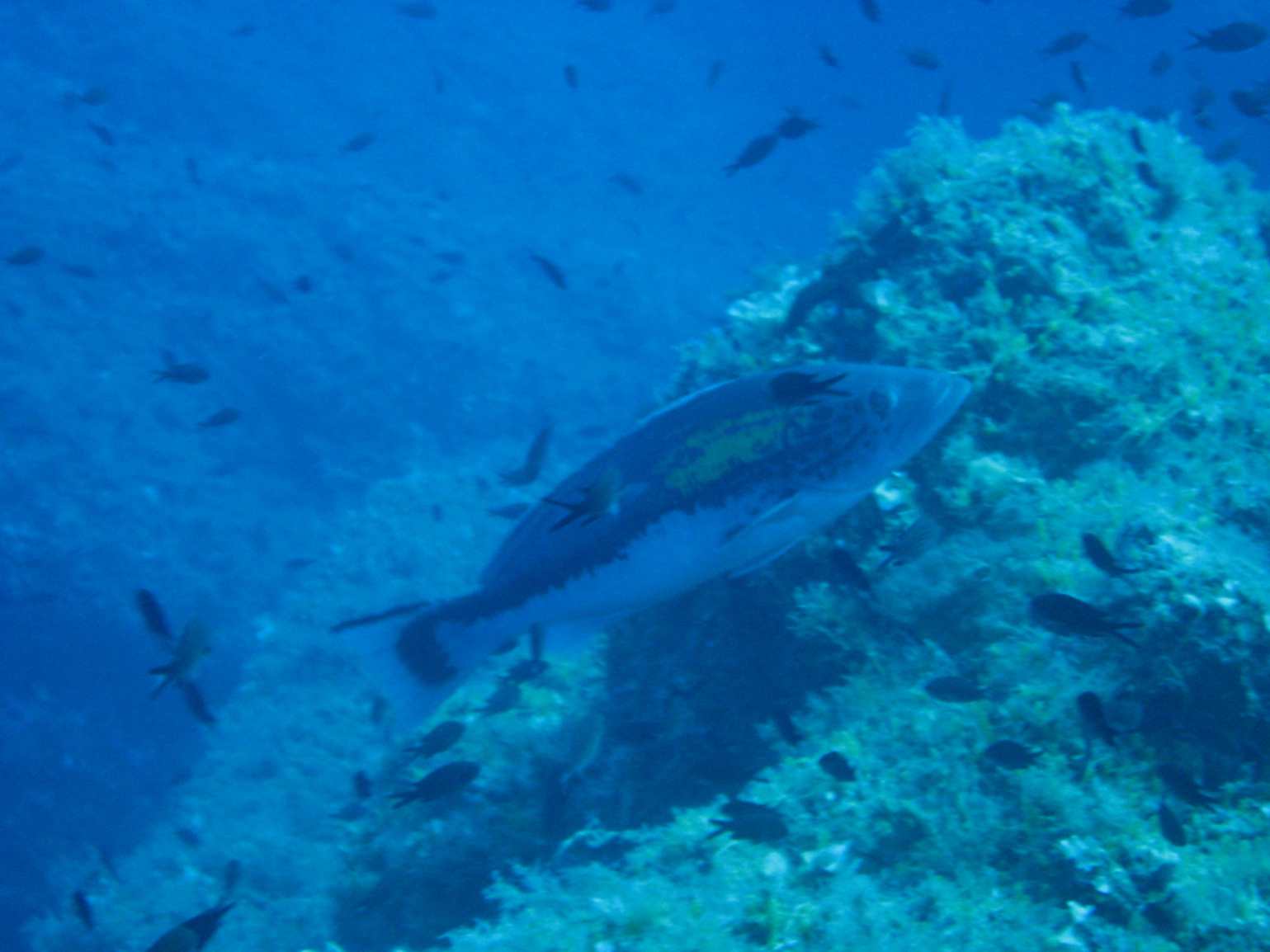 Epinephelus costae (Dotto o Cernia dorata)