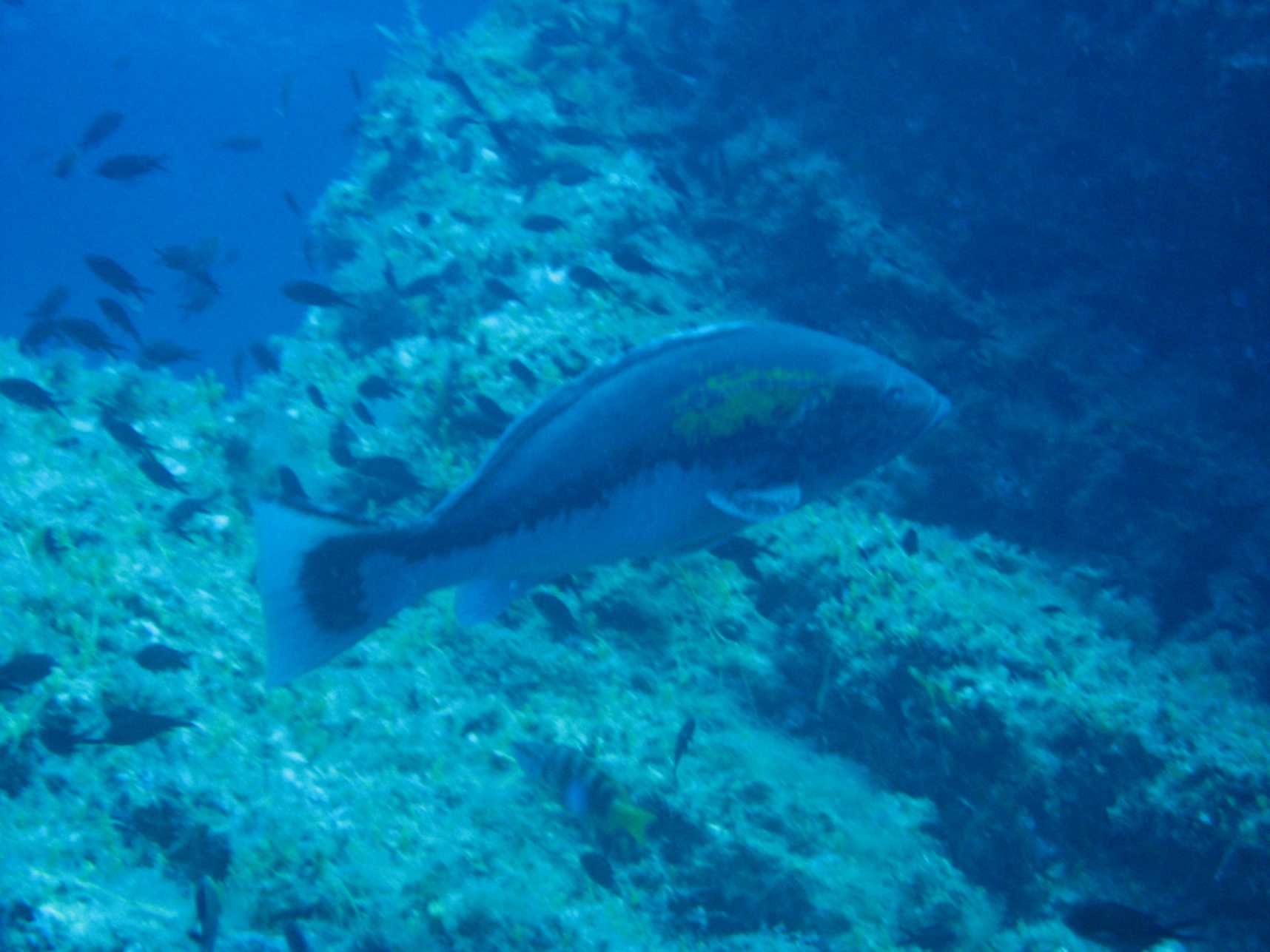 Epinephelus costae (Dotto o Cernia dorata)