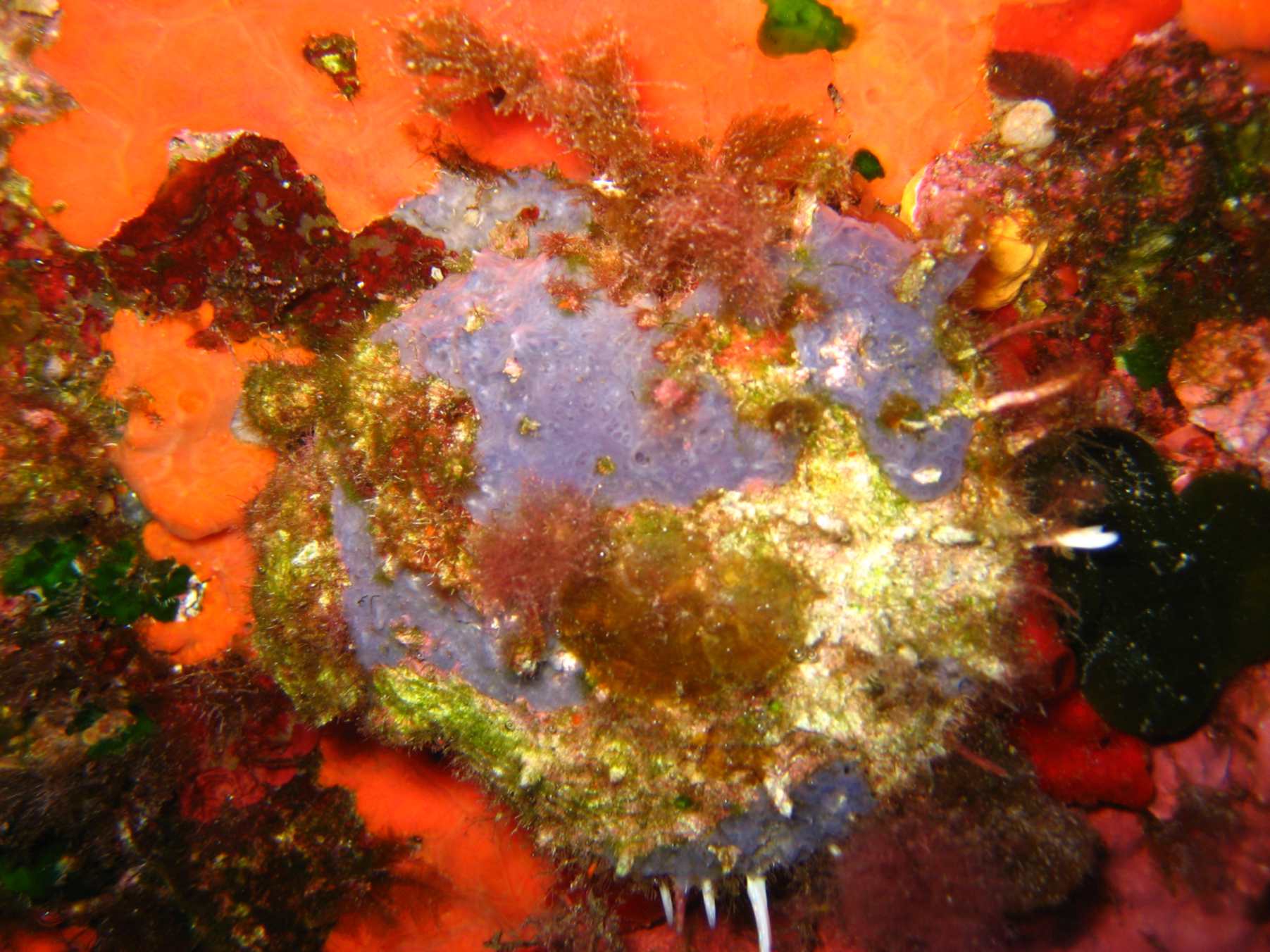 Spondylus gaederopus