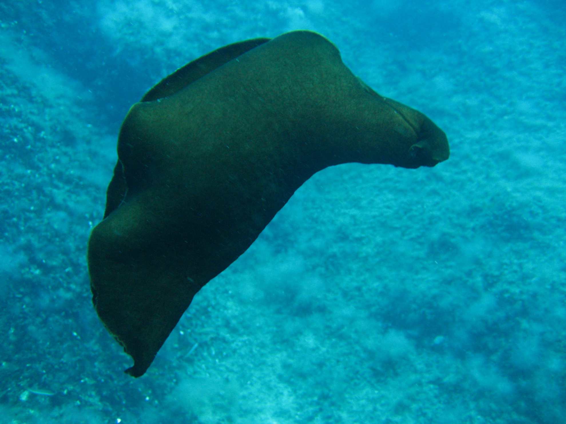 Aplysia sp.