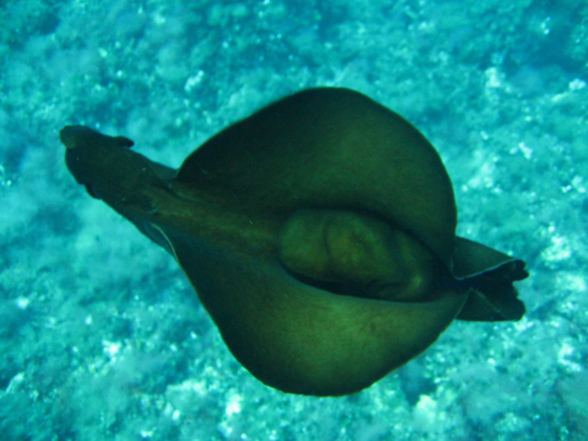 Aplysia sp.