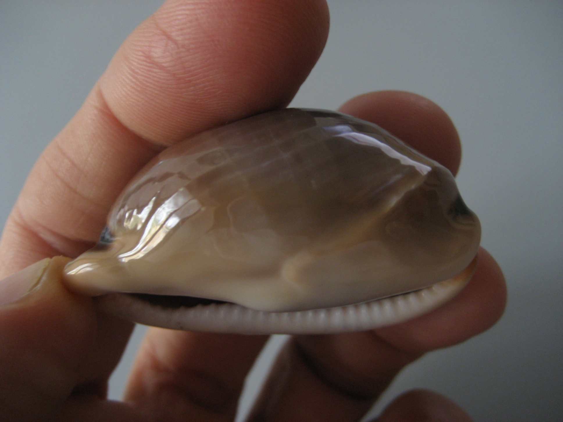 Luria lurida