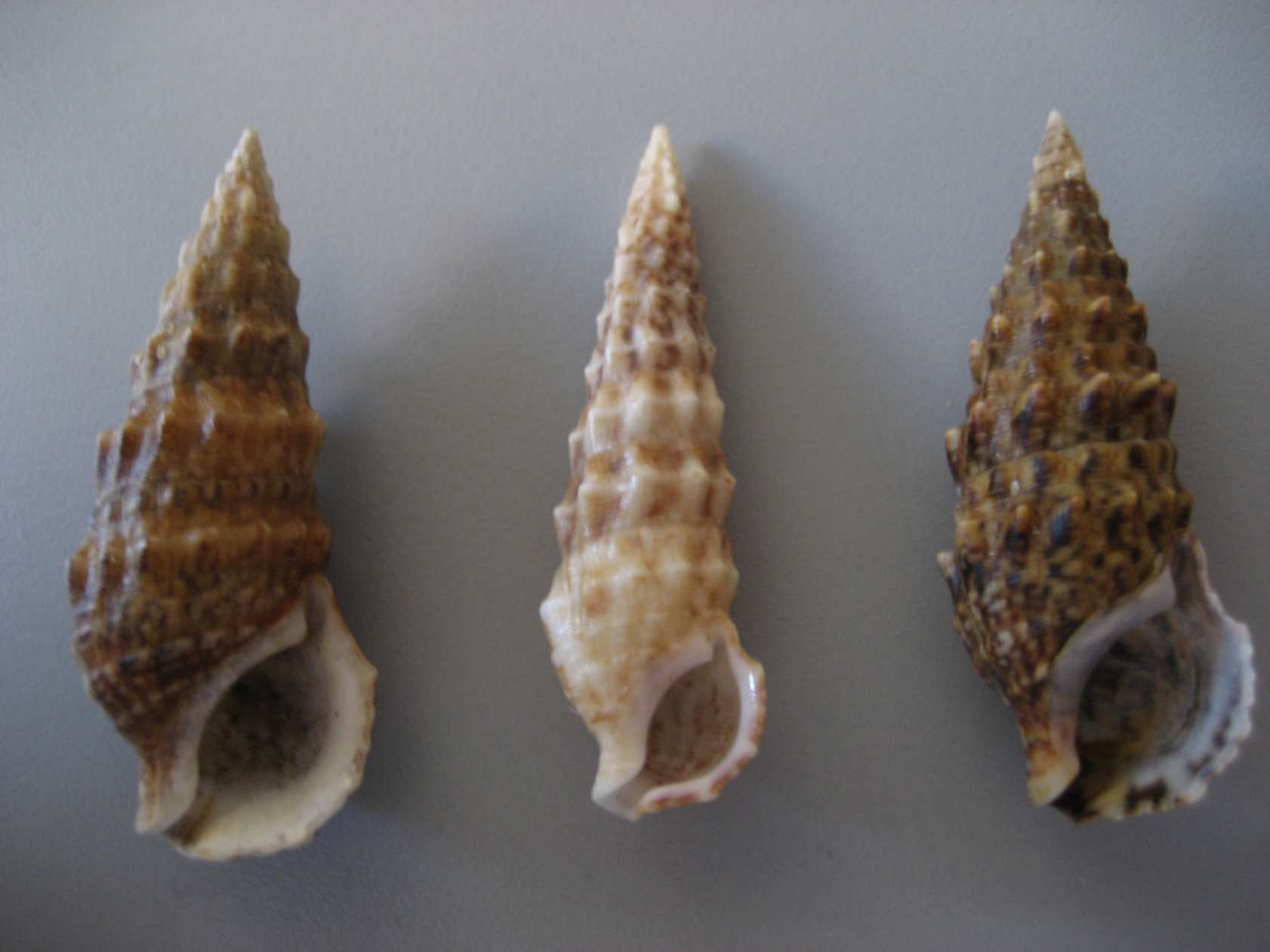 Cerithium lividulum e repandanum