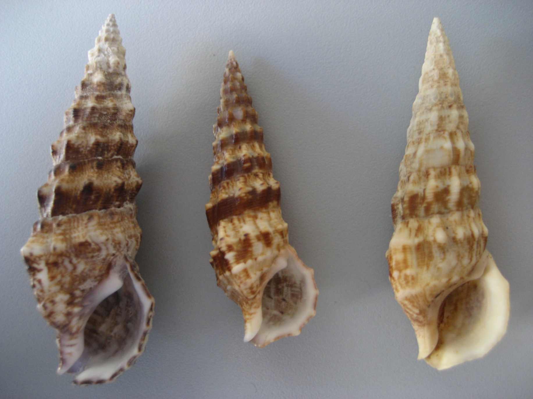 Cerithium lividulum e repandanum