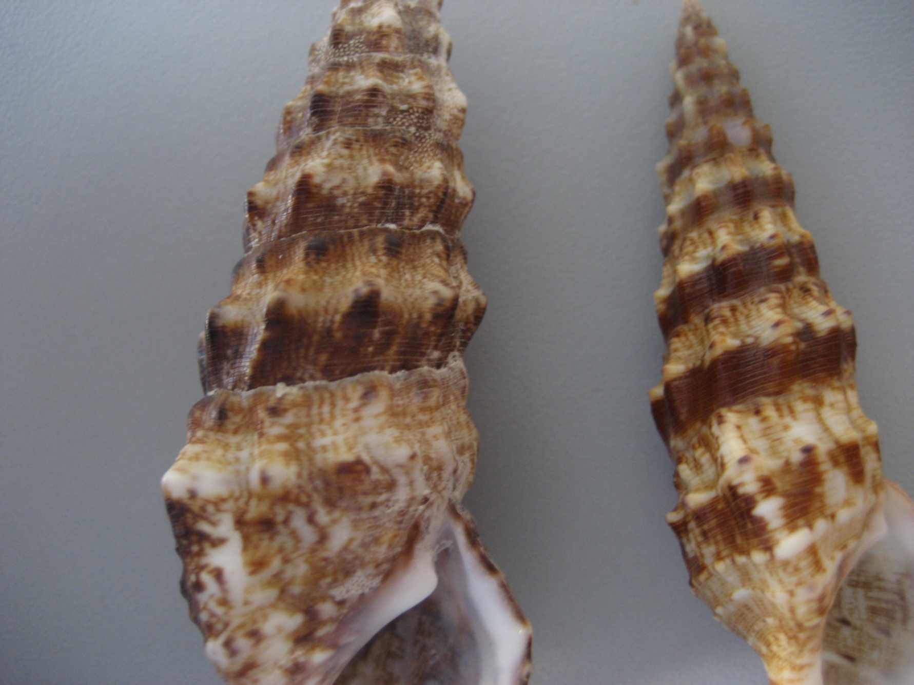 Cerithium lividulum e repandanum