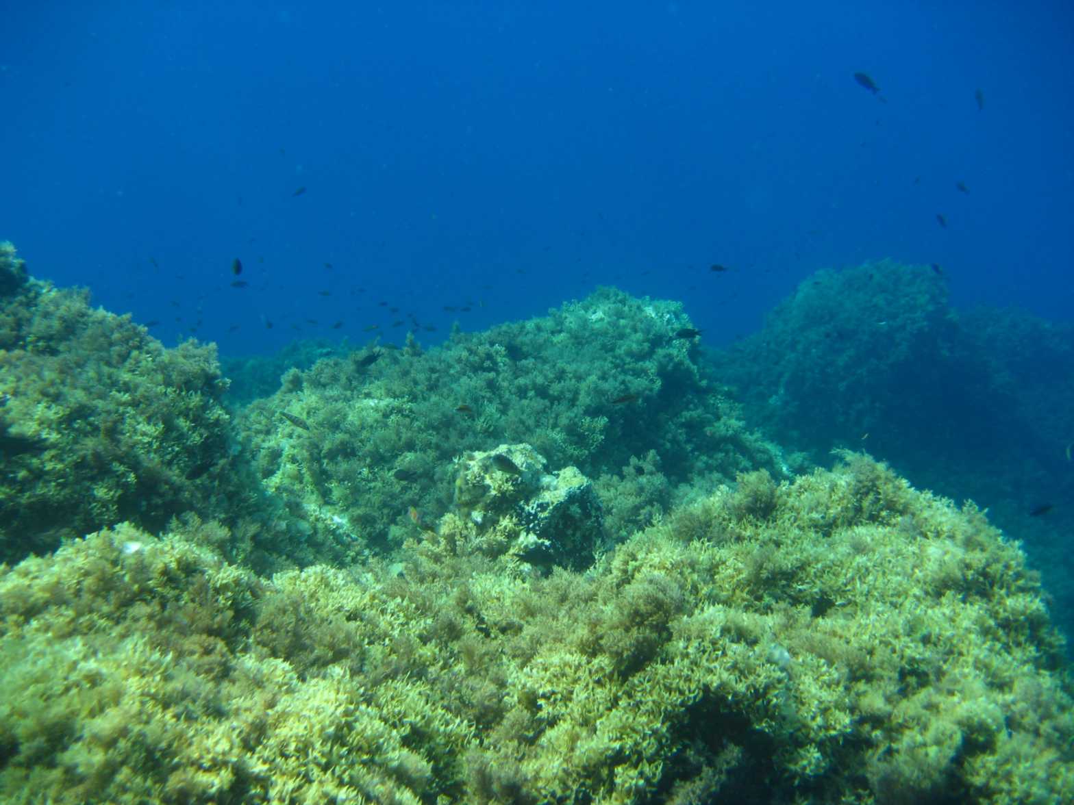 Ricerche sulla malacofauna marina di Zannone