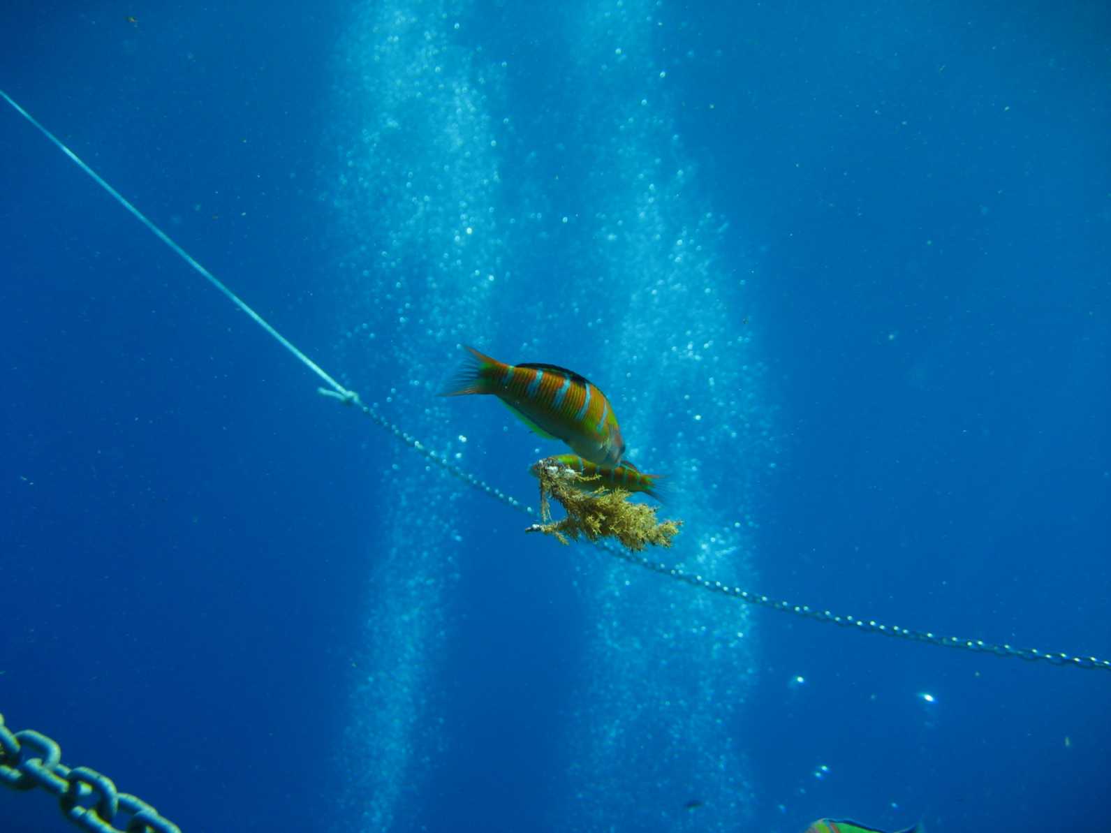 Ricerche sulla malacofauna marina di Zannone