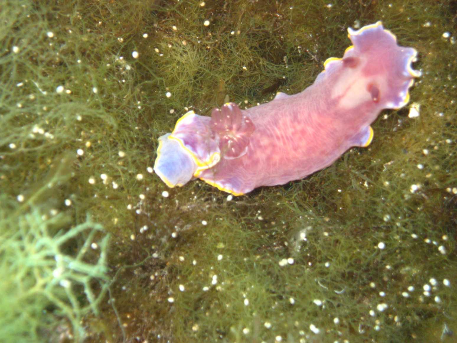 Dendrodoris grandiflora