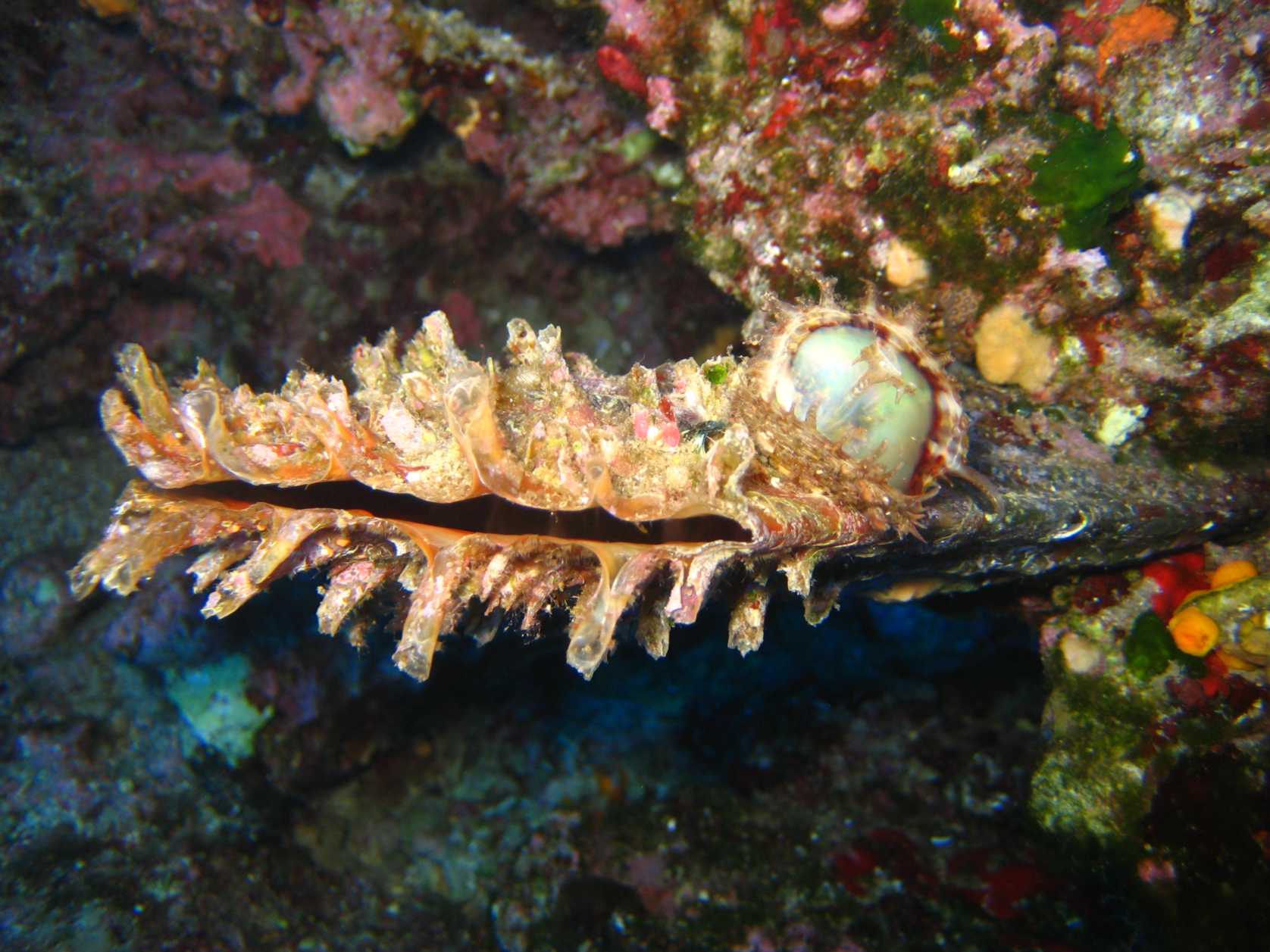 Pinna rudis e Pinctata radiata