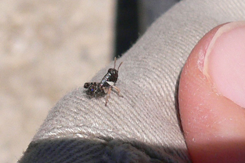 Minuscolo: neanide di Calliptamus sp.