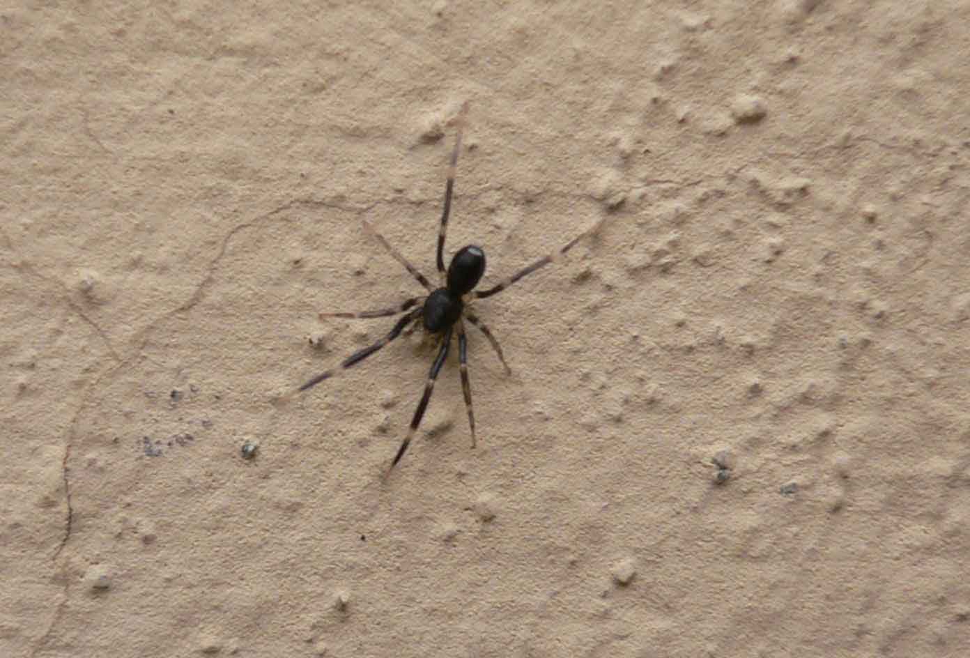 Liophrurillus flavitarsis (?)
