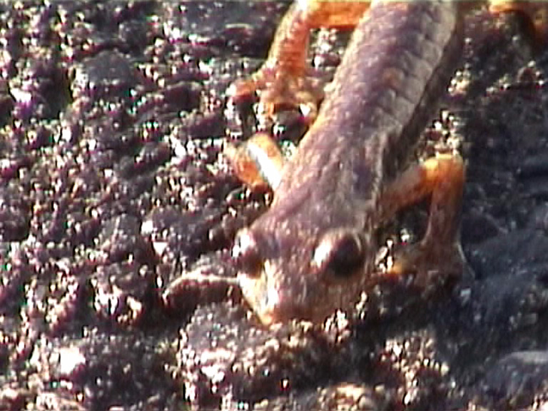 Geotritone - Hydromantes italicus