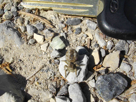 Salticidae grassa (femmina di Philaeus chrysops)