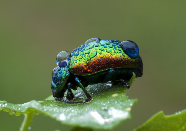 Chrysolina graminis