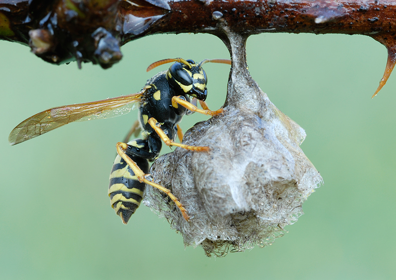 Polistes nimpha F (Vespidae)