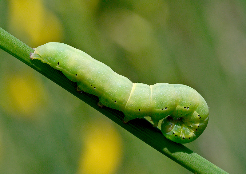 identificazione bruchi