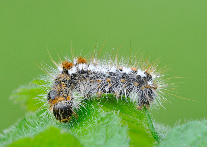 identificazione bruchi