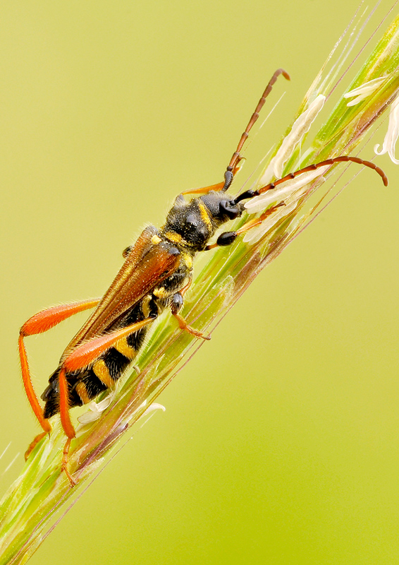 Stenopterus rufus rufus (Linnaeus, 1767)