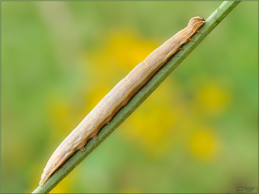 ancora una larva da identificare - Euclidia glyphica