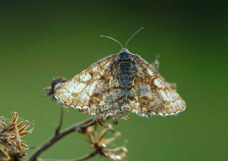 come si chiamano? - Ematurga atomaria e Euclidia glyphyca