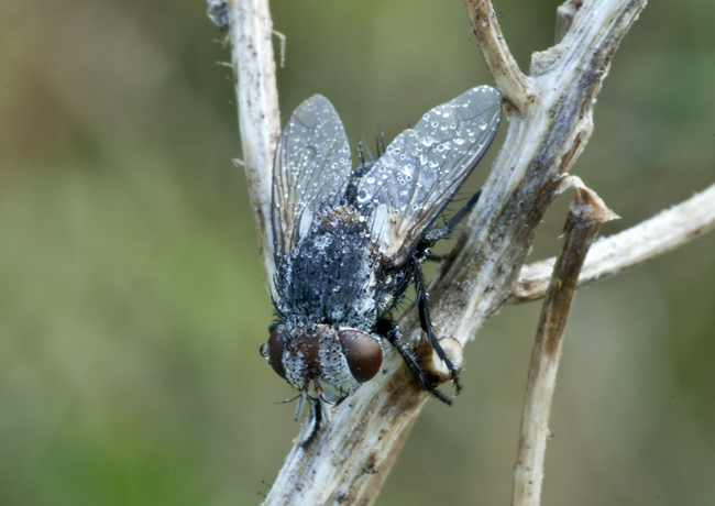 Tachinidae trib Gonini, possibile Pseudogonia rufifrons.