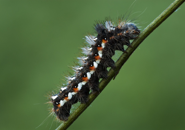 identificazione - Acronicta rumicis