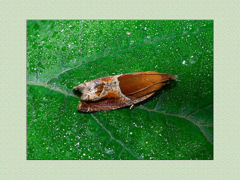 identificazione  farfalletta - Ancylis obtusana