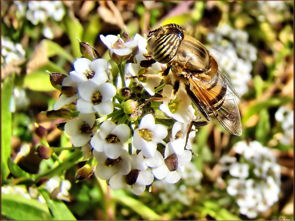 Eristalinus taeniops F (Syrphidae)