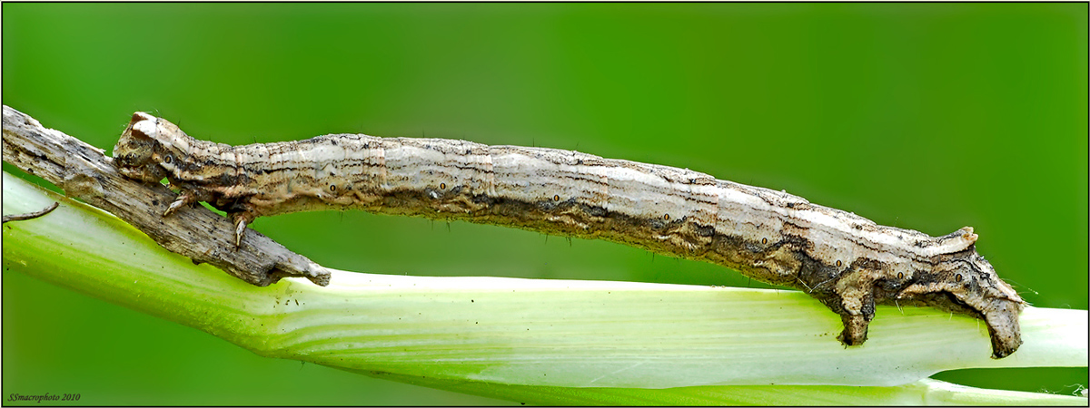 identificazione bruco
