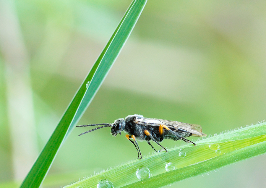 Tenthredinidae