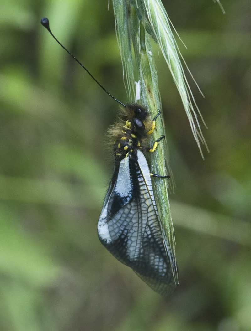 Libelloides coccajus