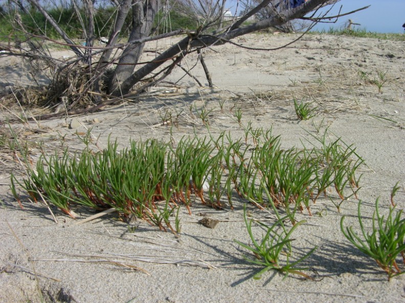 Salsola soda / Salsola soda