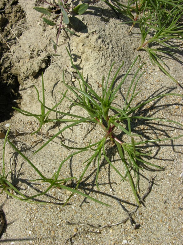 Salsola soda / Salsola soda