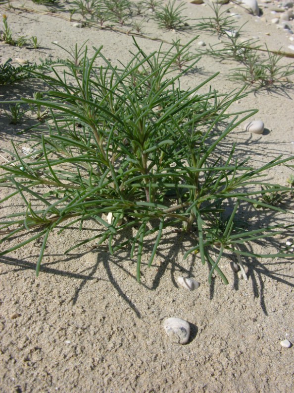 Salsola soda / Salsola soda